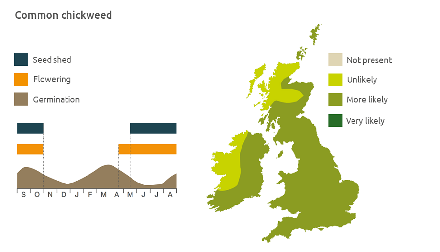 Common chickweed life cycle and UK distribution